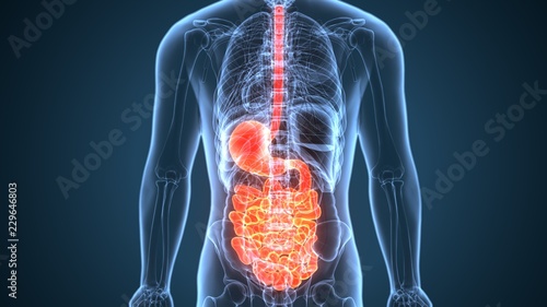 3D Illustration of Human Digestive System Anatomy (Stomach with Small Intestine) Fototapet