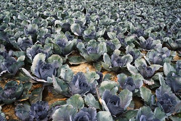 Wall Mural - Large vegetable field with red cabbage 