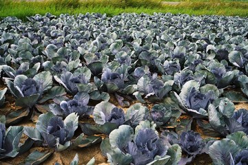 Wall Mural - Large vegetable field with red cabbage 