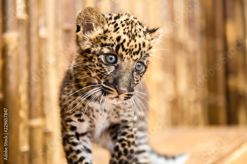 Fotografie, Obraz A baby leopard cub with a curious look on its face