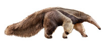 Anteater Facing Side Extracted