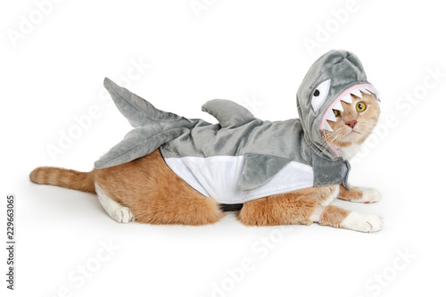 Fotografía Cat Wearing Funny Shark Halloween Costume