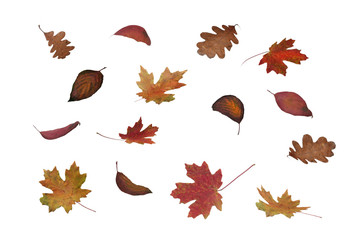 falling colorful autumn tree leaves