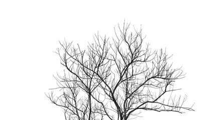 Wall Mural - dead tree branch isolated on white background