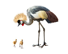 Grey Crowned Crane With Babies Extracted
