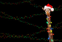 Zoo Giraffe Wearing Christmas Lights