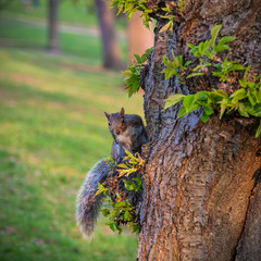squirrel on the side of a tree in summer