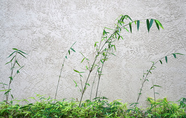 close up on green bamboo in front of the background