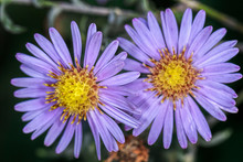 Overview Of Two Aster Flowers.