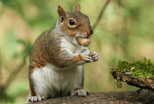 A Humorous Shot Of A Cute Grey Squirrel (Sciurus Carolinensis) With An Acorn In Its Mouth Sitting On A Log In Woodland.	