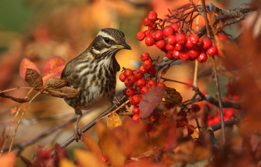 Poster - A beautiful Redwing (Turdus iliacus)  feeding on Rowan tree berries in the Highlands of Scotland.