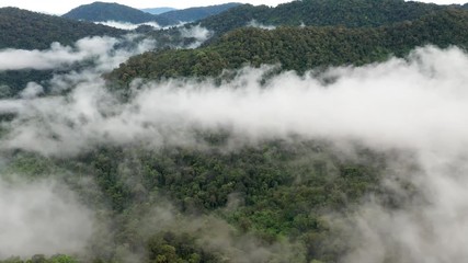 Wall Mural - Aerial drone view of low cloud and fog over a tropical rainforest