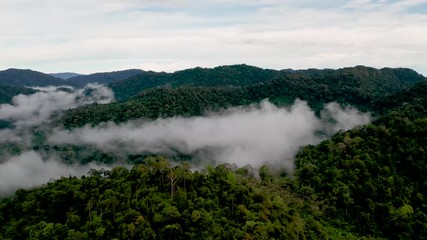 Wall Mural - Low cloud and mist forming over a mountainous tropical rainforest