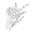 Floral design of lavender and hydrangea isolated over white background. Spring bouquet of flowers in line sketch style. Vector illustration