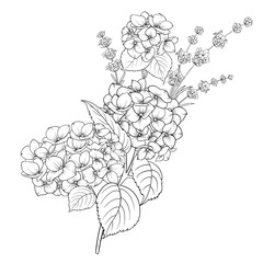 Wall Mural - Floral design of lavender and hydrangea isolated over white background. Spring bouquet of flowers in line sketch style. Vector illustration