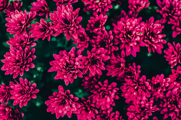 background of beautiful pink flowers. Spray Chrysanthemum. View from above