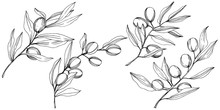 Olive Tree In A Vector Style Isolated. Black And White Engraved Ink Art. Full Name Of The Plant: Branches Of An Olive Tree. Vector Olive Tree For Background, Texture, Wrapper Pattern, Frame Or Border.