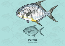 Permit Fish, Cobbler. Vector Illustration With Refined Details And Optimized Stroke That Allows The Image To Be Used In Small Sizes (in Packaging Design, Decoration, Educational Graphics, Etc.)