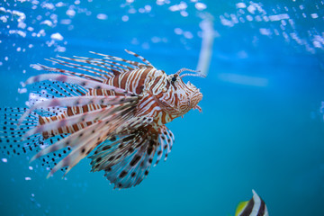 Wall Mural -  Lion fish in aquarium