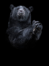 American Black Bear (Ursus Americanus) The Black And White Portrait