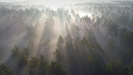 Fototapete - Flying over green foggy forest at sunrise. Aerial view