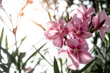 Fototapeta Łazienka - Beautiful pink flowers in the morning.Pink flowers in the morning garden.