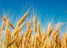 Natural Background With Ripe Golden Ears And Wheat Grains Matured On A Yielding Agricultural Field On A Sunny Day And Stretch To The Blue Sky