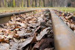 Railroad tracks and autumn leaves