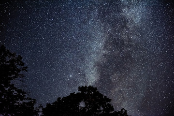 Wall Mural - night sky and the milky way over tree