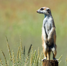 Portrait Of A Meerkat On The Lookout, South Africa