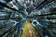 © RooM The Agency - Low angle view of pine trees in a forest, Indonesia