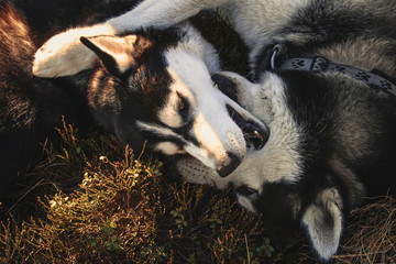 Two Siberian Husky travels the Ukrainian Carpathians. Mountain Range. Black and white dog Cute Husky. Game of two dogs