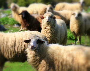 Canvas Print - sheep flock to the mountain