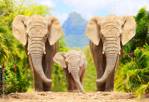Fototapeta Słoń  slonie-afrykanskie-rodzina-loxodonta-africana-chodzenie-na-drodze-w-rezerwacie-przyrody