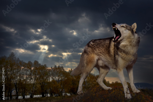 Fotomural an angry wolf grins and growls against the backdrop of the autumn landscape