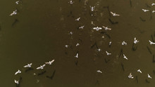 Overhead Drone Shot Of Group Of White Birds (gulls) Flying Above Dark Lake On A Sunny Day In Europe (Lithuania). Background For Text