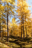 Fototapeta Las - Magical yellow larches glowing in the sunshine. Unusual and gorgeous scene.