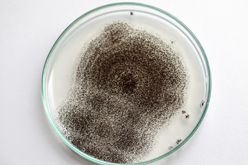 Wall Mural - Backgrounds of Colony Characteristics of Fungus (Rhizopus) in petri dish for education.