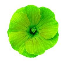 Lavatera  Green  Flower On A White Isolated Background With Clipping Path.   Closeup.  For Design.  Nature.