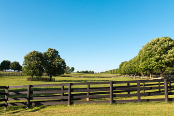 Wall Mural - Green pastures of horse farms. Country summer landscape.