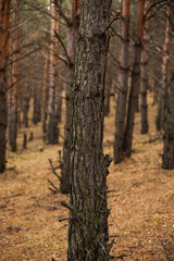 Beautiful forest in the southern Urals, in a pine grove