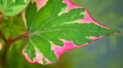 Sticker - Wet Leaves, Italy