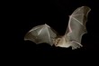 © imageBROKER - Greater horseshoe bat (Rhinolophus ferrumequinum) in flight at night, Luxembourg, Europe