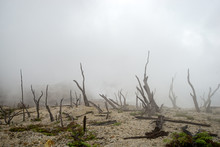 Landscape Of Natural Elements, Burnt Forest In Fog And Smoke