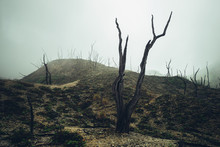 Dead Dry Wood Burned Nature Tree