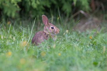 cute cottontail bunny portrait