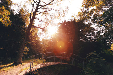 Old bridge in the forest in sunset lights and autumn trees background