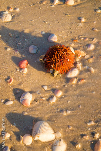 Live Sea Urchin With Red Sharp Spines And Variety Of Shells On The
