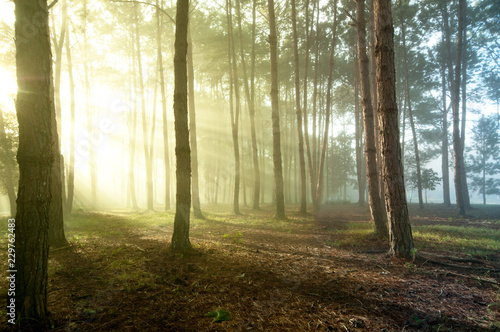 Fototapeta z lasem we mgle   mglisty-las-w-mglisty-zimowy-dzien-przez-promienie-sloneczne-przez-mgle