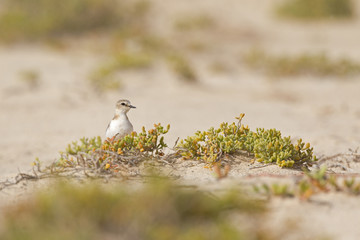 Wall Mural - An adult Kentish plover (Charadrius alexandrinus) foraging in the desert on the island of Cape verde